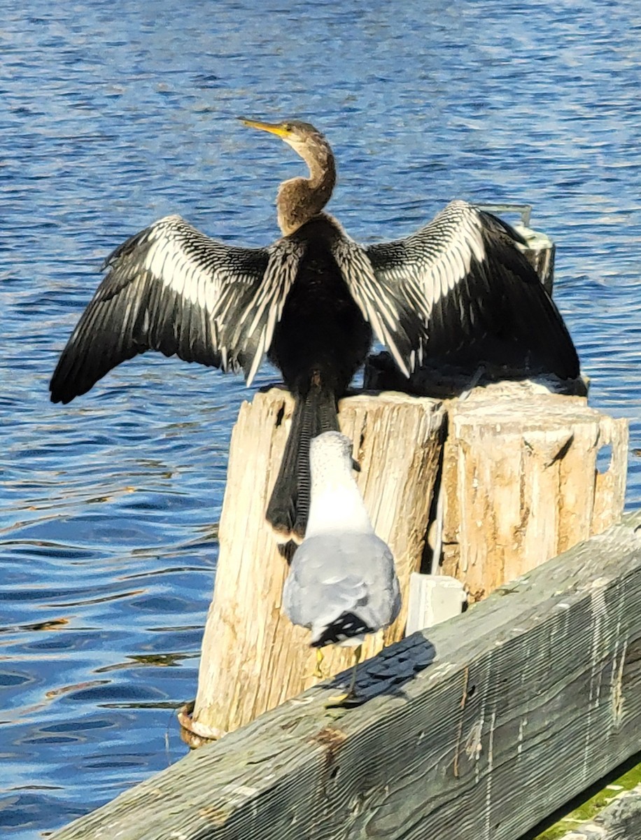 Anhinga - ML647495155