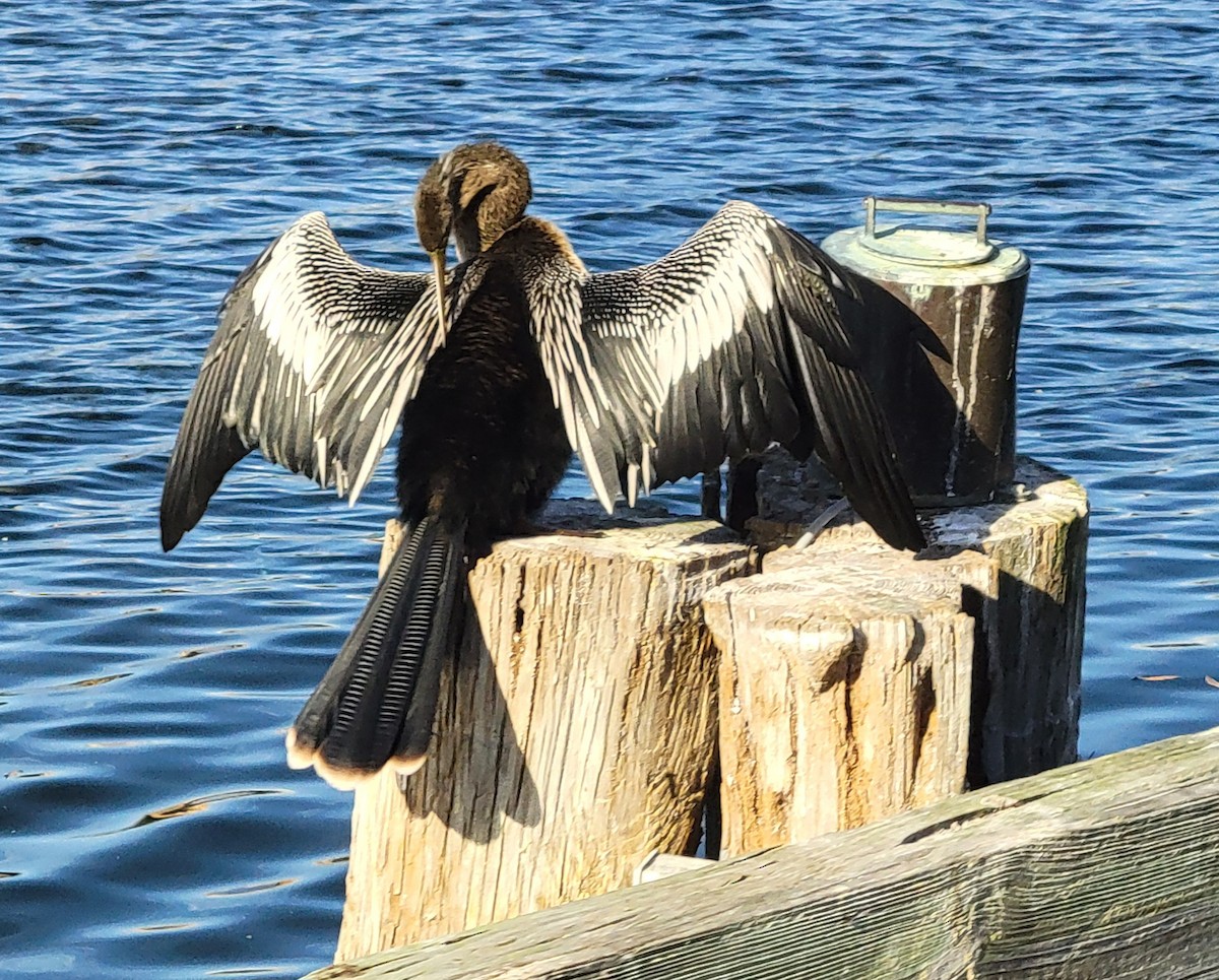 Anhinga - ML647495156