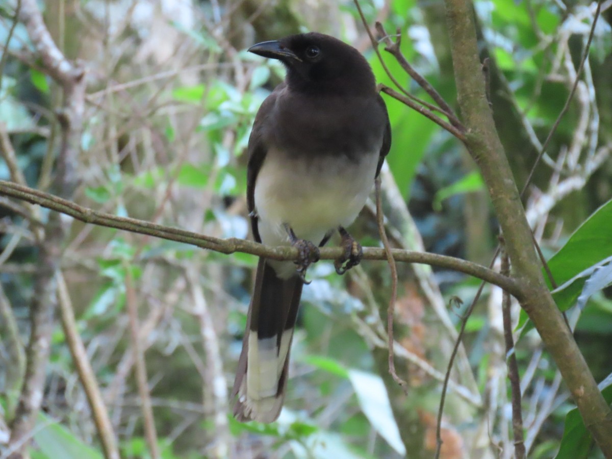 Brown Jay - ML647495157