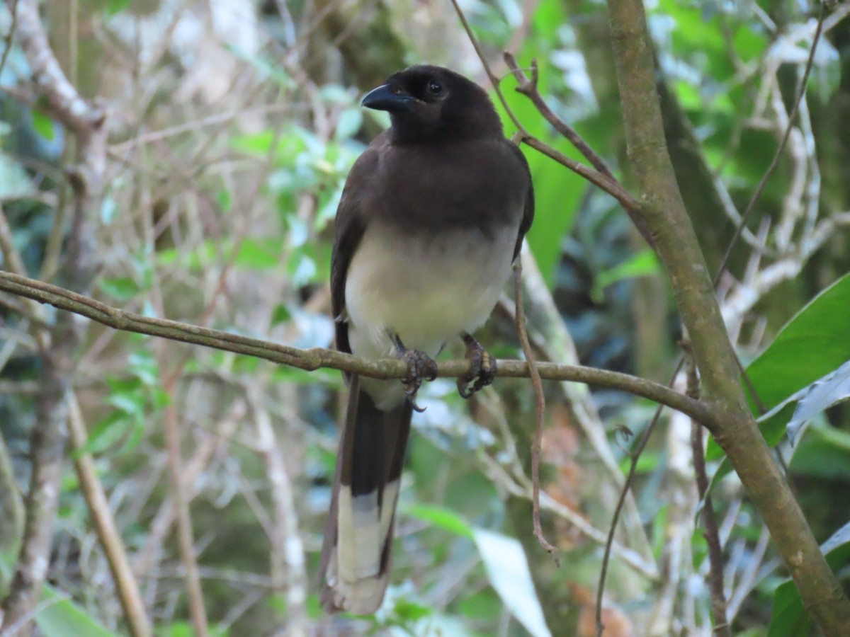 Brown Jay - ML647495158