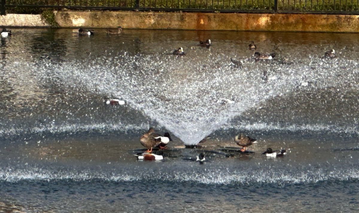 Northern Shoveler - ML647495159