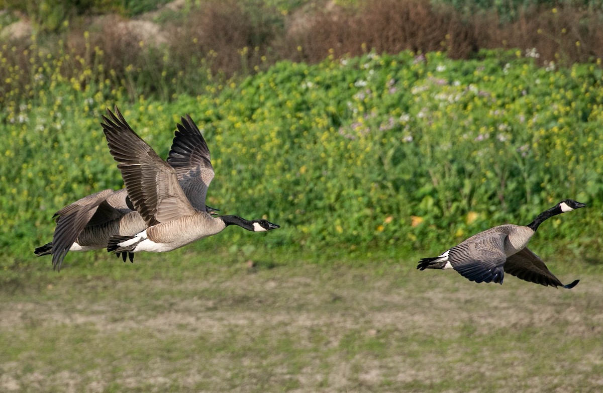 berneška velká - ML647495168