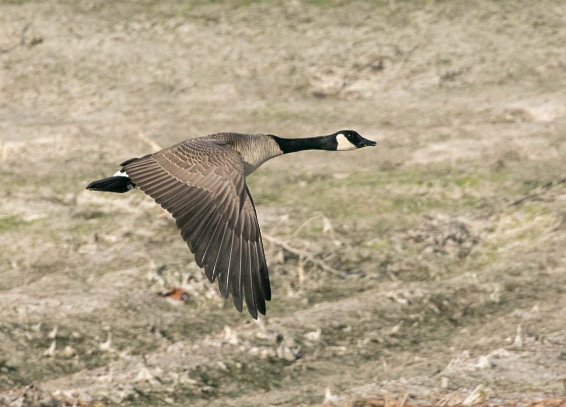 berneška velká - ML647495169