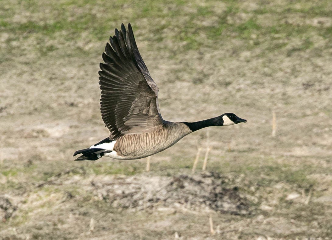 berneška velká - ML647495170