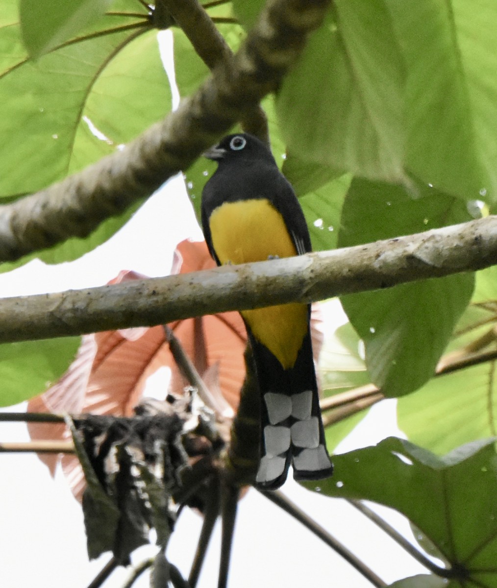 Trogon à tête noire - ML647495174