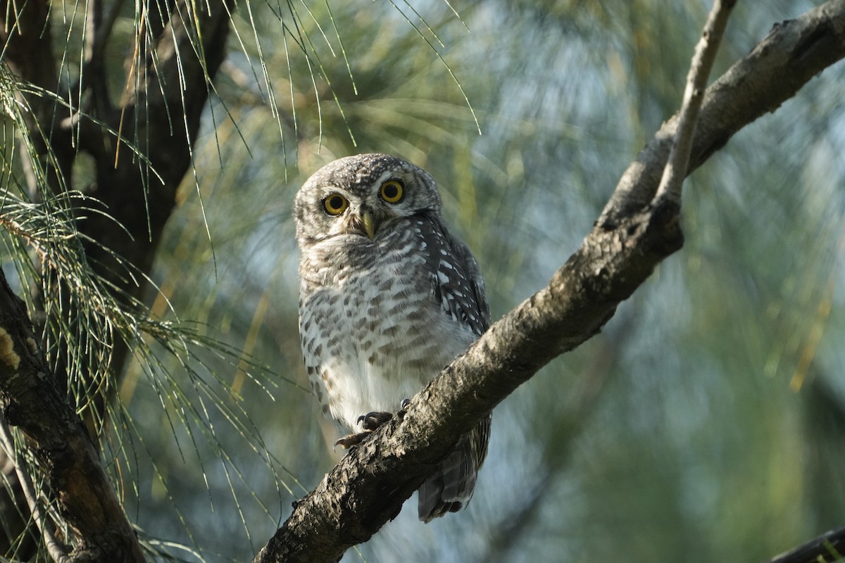 Chevêche brame - ML647495175