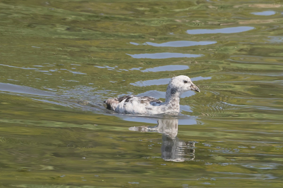 Foulque d'Amérique - ML647495179