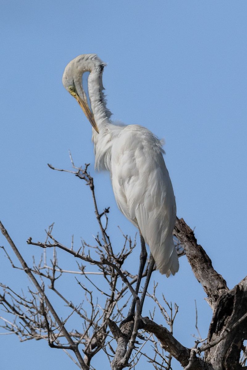 Grande Aigrette - ML647495180