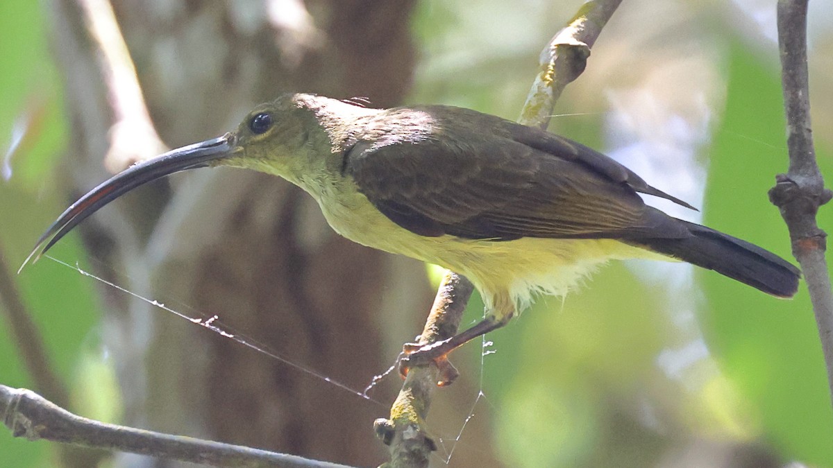 Arachnothère à long bec - ML647495186