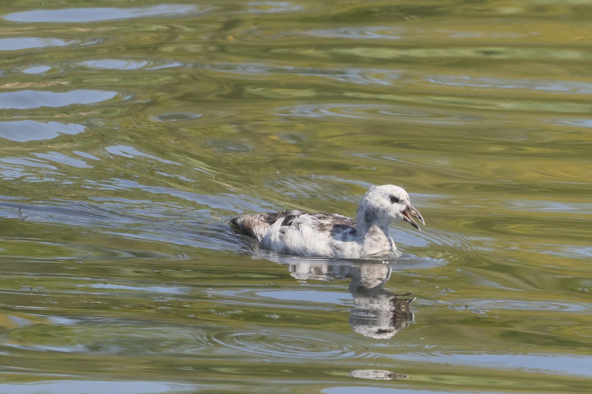 Foulque d'Amérique - ML647495187