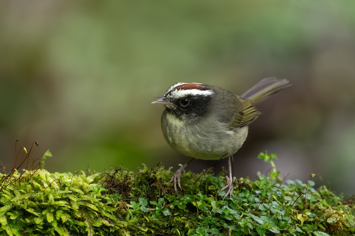 Paruline sombre - ML647495188