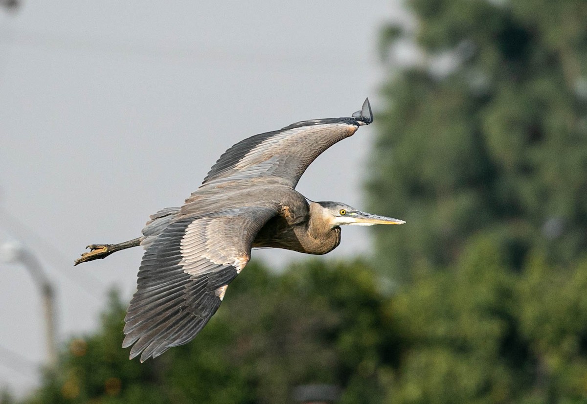 Grand Héron - ML647495190