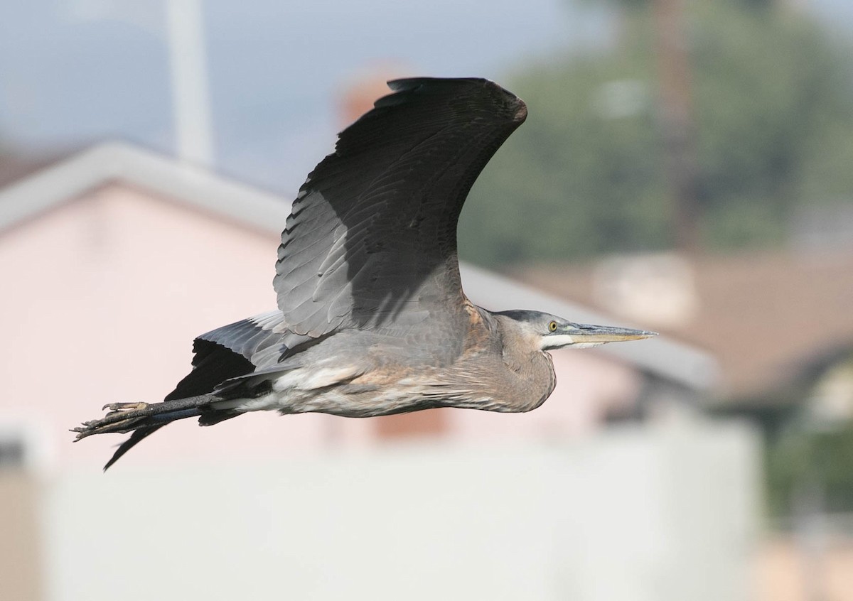 Grand Héron - ML647495191