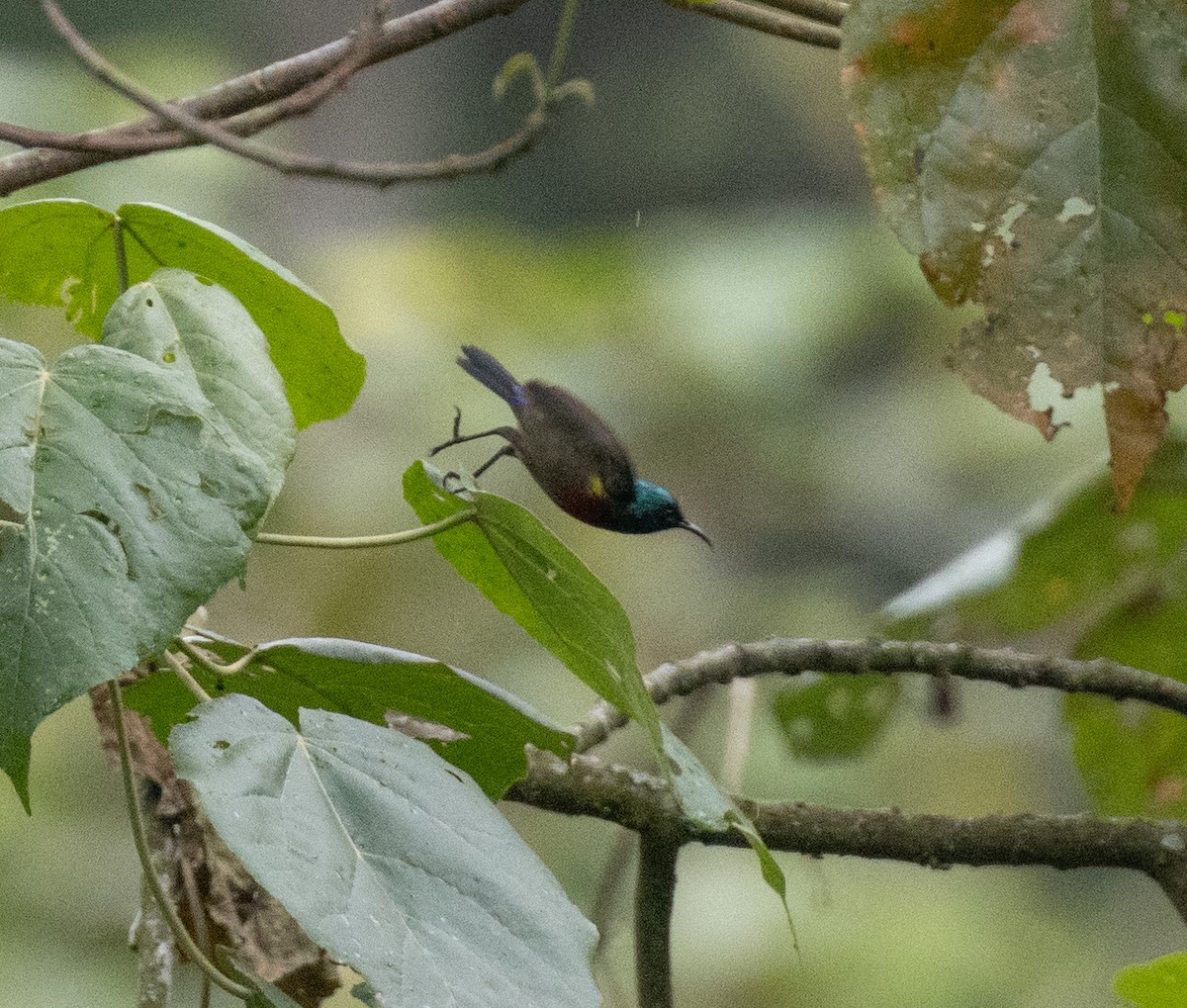 Souimanga de Preuss (reichenowi) - ML647495192