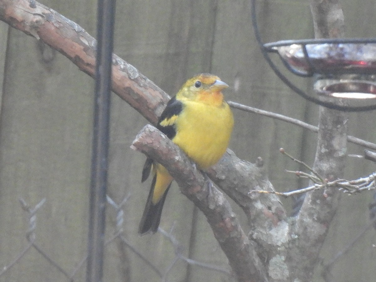 Western Tanager - ML647495194