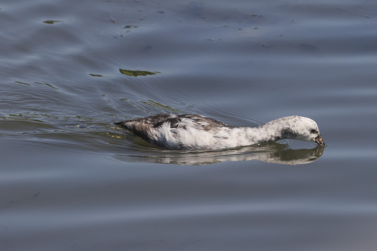 Foulque d'Amérique - ML647495195