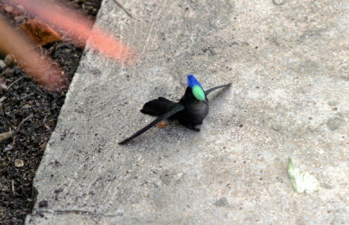 Colibri huppé - ML647495196