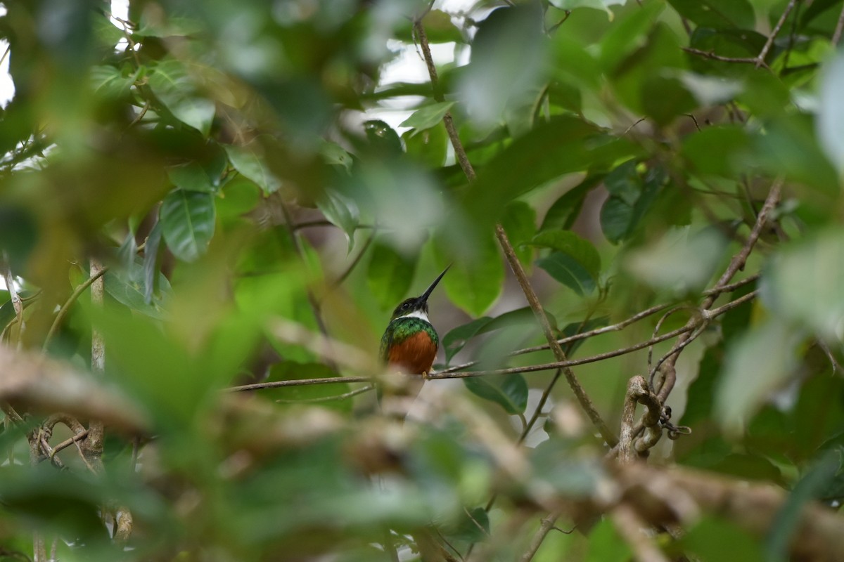 Jacamar à queue rousse - ML647495197