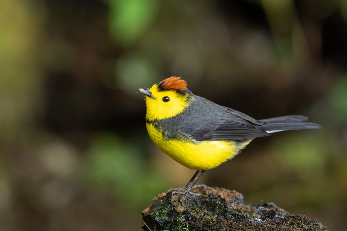 Paruline ceinturée - ML647495198