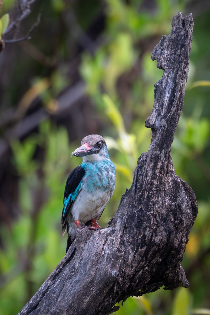 Martin-chasseur à poitrine bleue - ML647495199