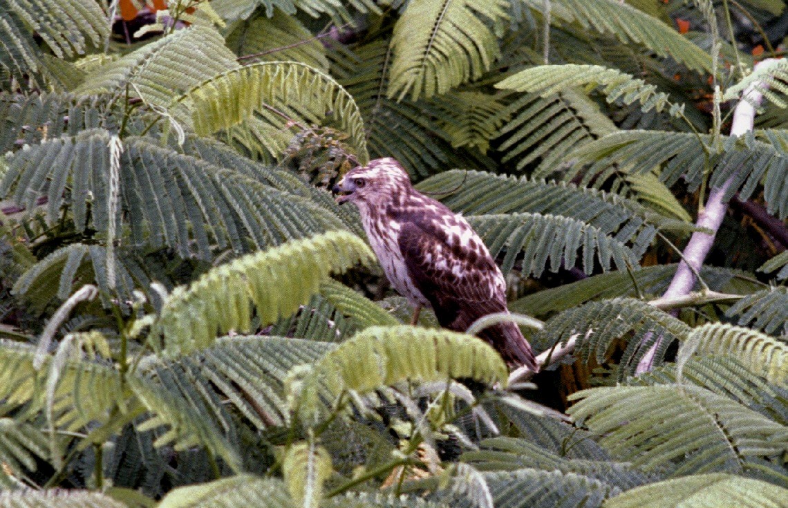 Petite Buse - ML647495200