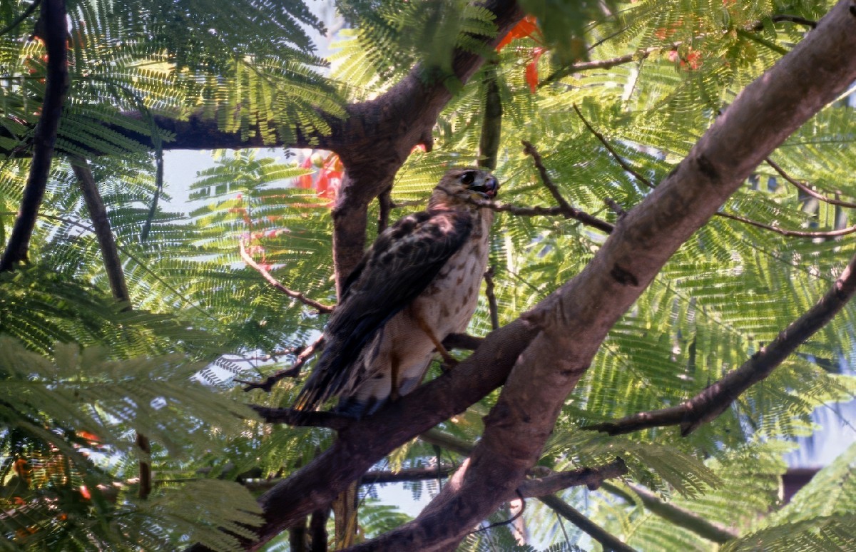 Petite Buse - ML647495201