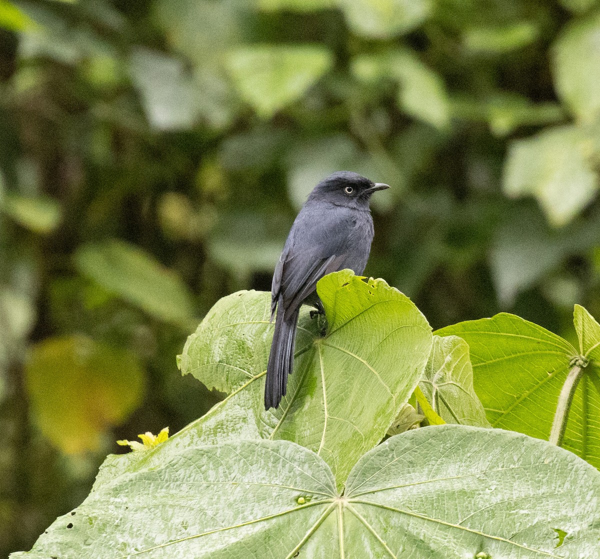 Gobemouche de Berlioz - ML647495202