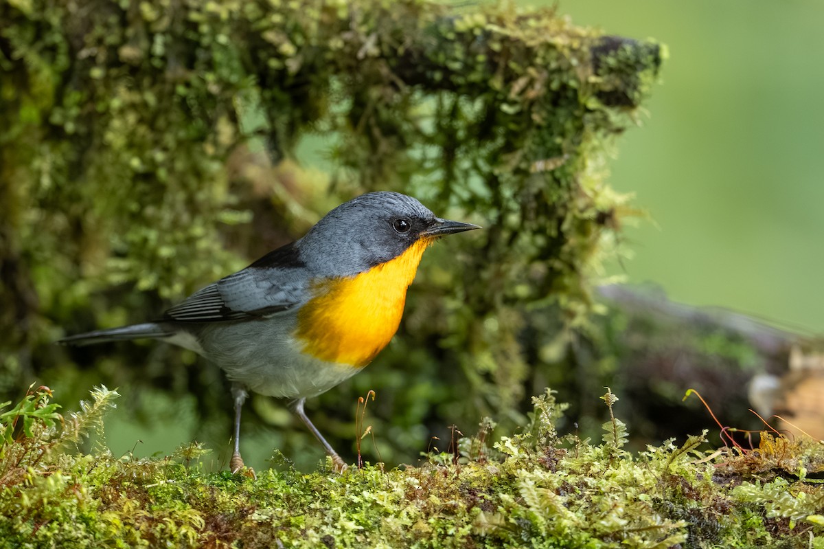 Paruline embrasée - ML647495203
