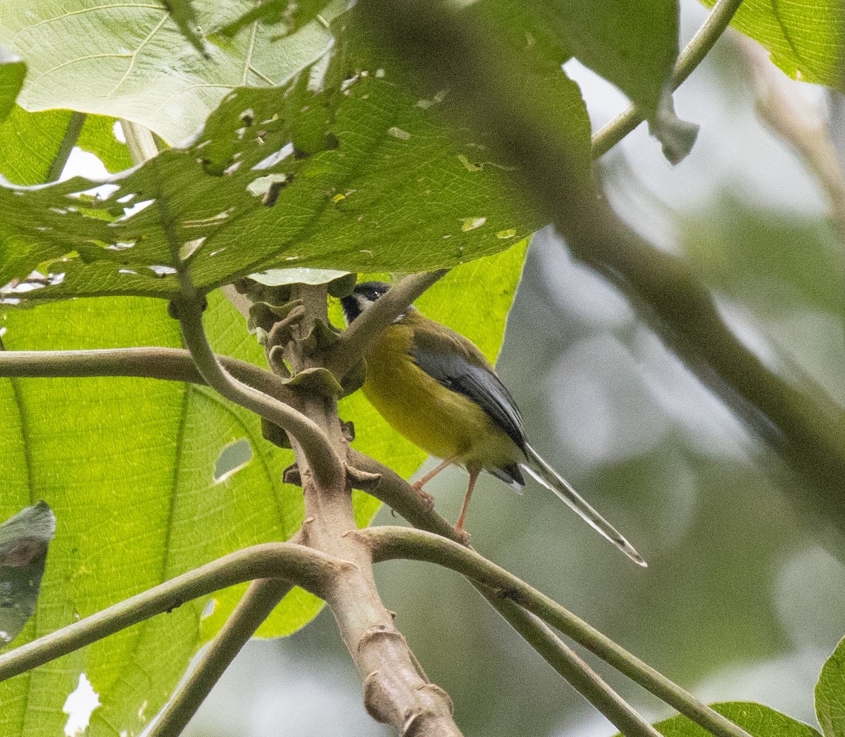 Apalis à gorge noire - ML647495204