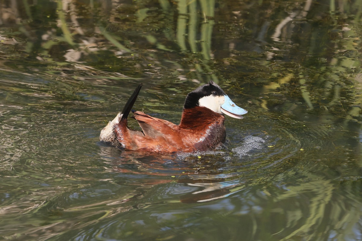 Érismature rousse - ML647495205