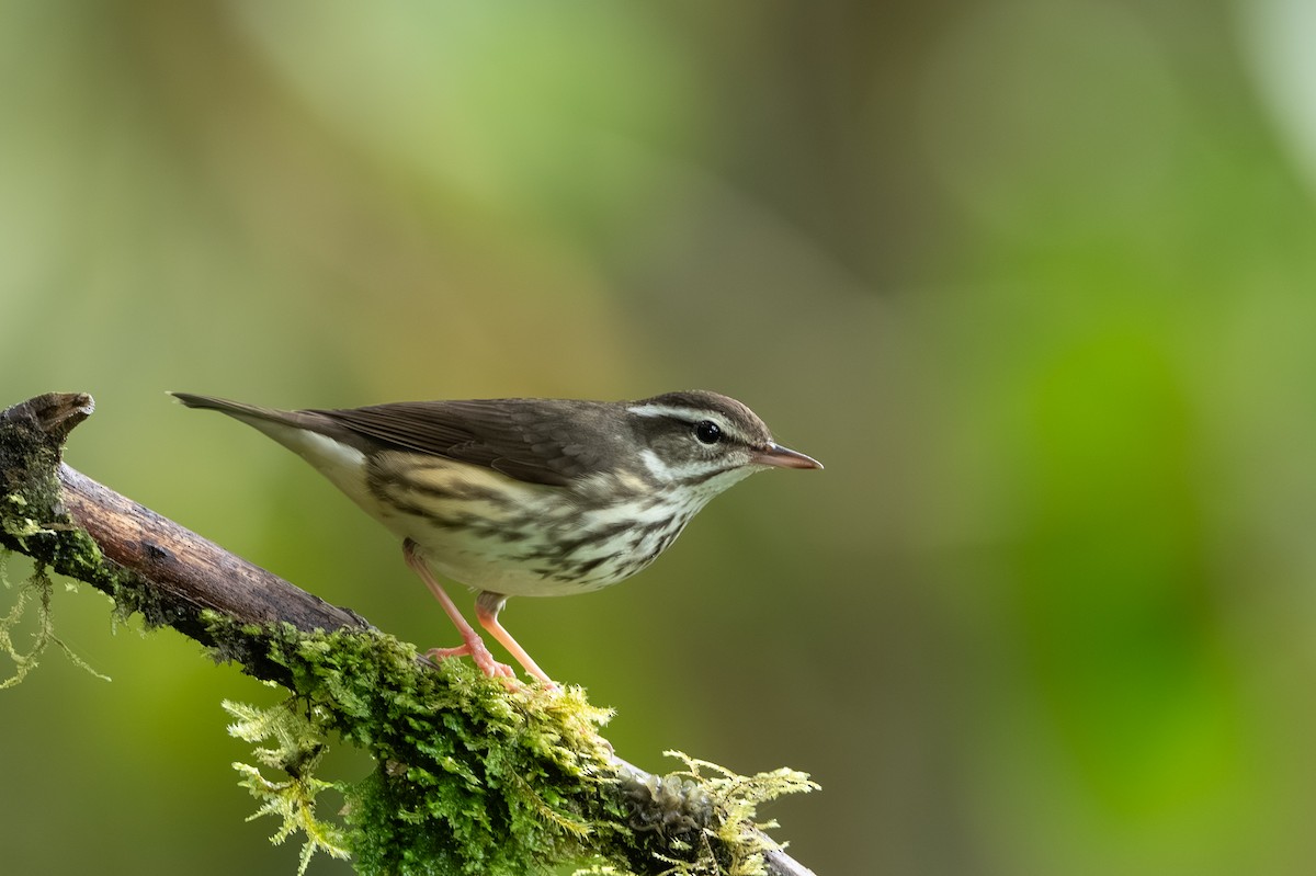 Paruline des ruisseaux - ML647495206