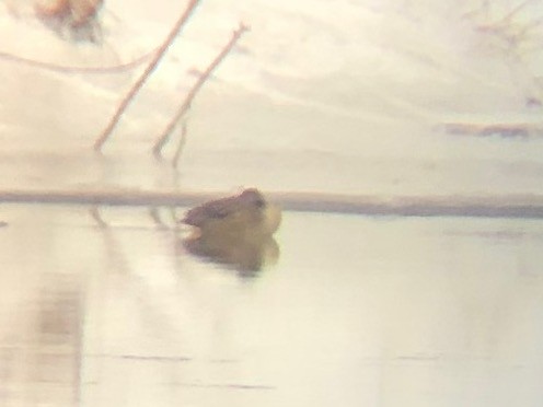 Sarcelle d'hiver - ML647495207