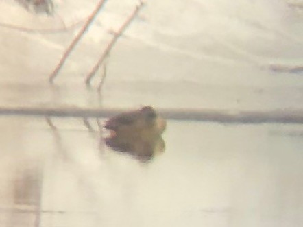 Sarcelle d'hiver - ML647495208