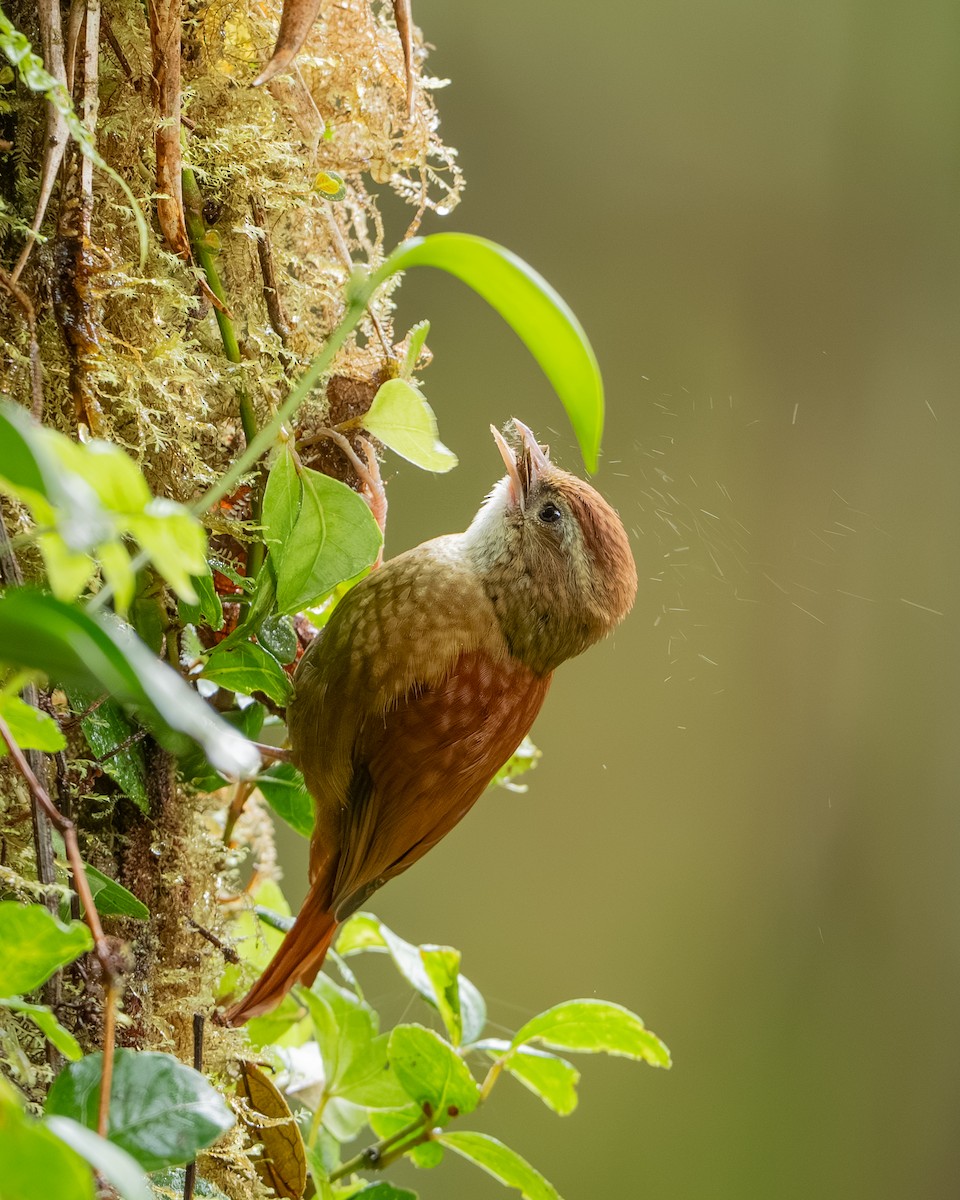 Anabasitte rousse - ML647495210