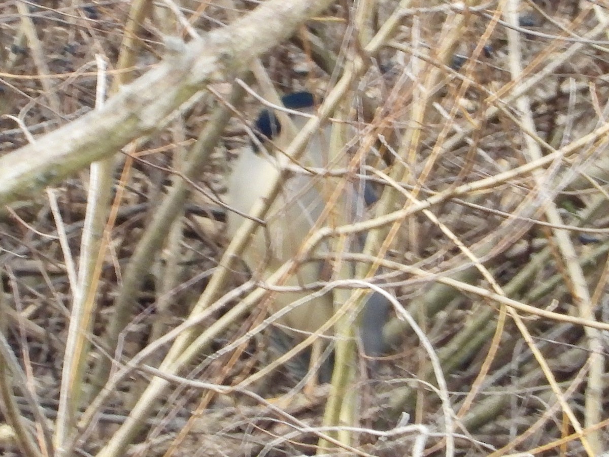 Bihoreau gris - ML647495211