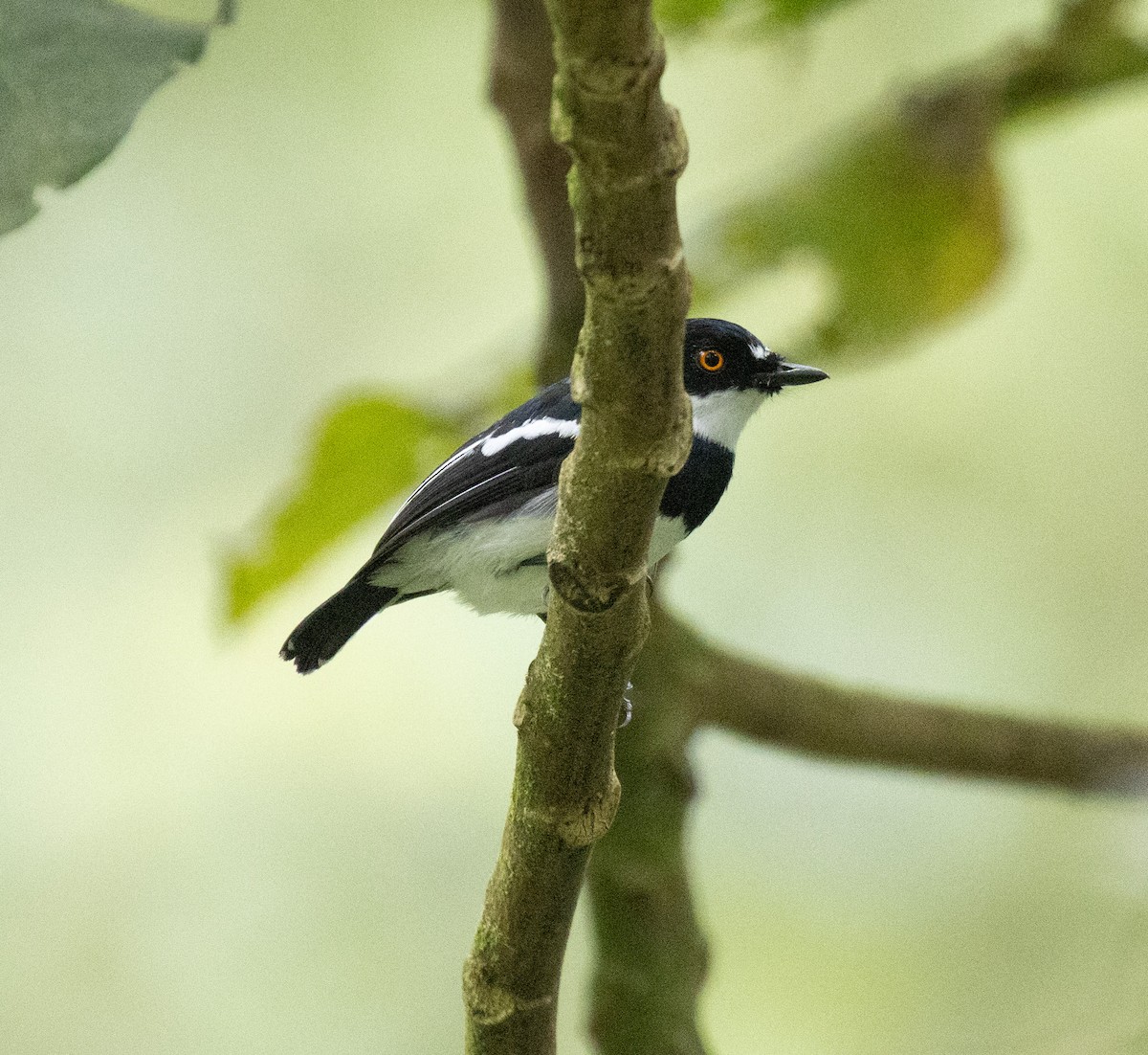 Pririt du Rwenzori - ML647495212