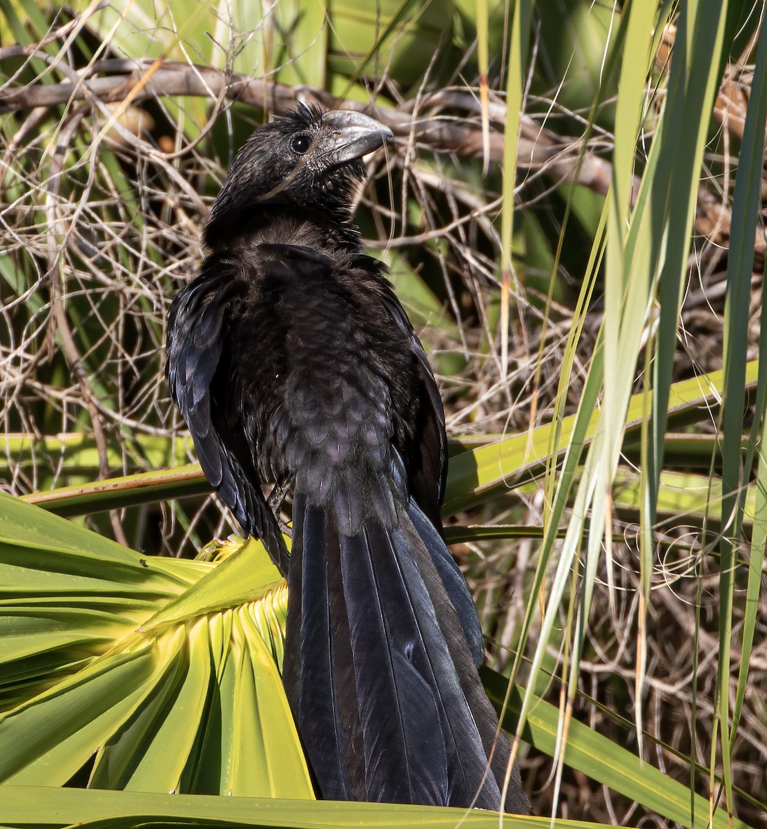 Ani à bec lisse - ML647495213