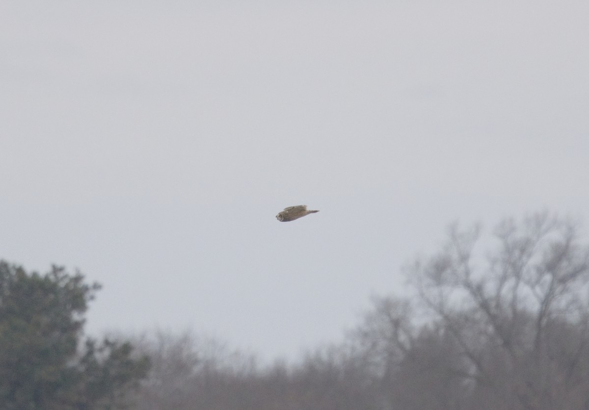 コミミズク - ML647495242