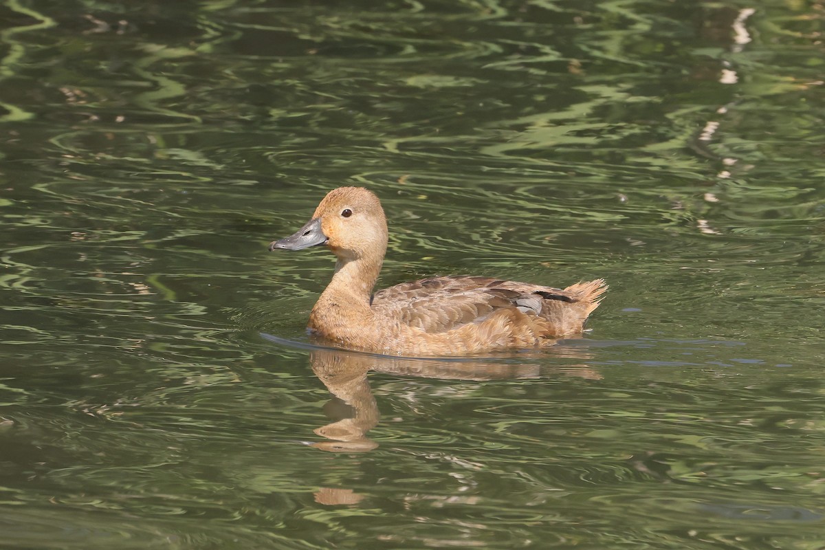 アメリカホシハジロ - ML647495244