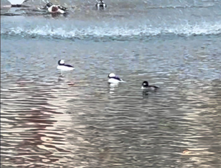 ヒメハジロ - ML647495247