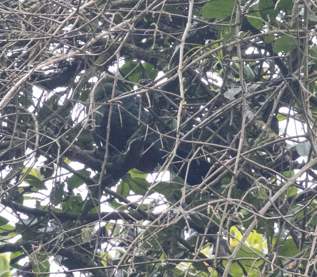 ハシグロエボシドリ（emini） - ML647495250