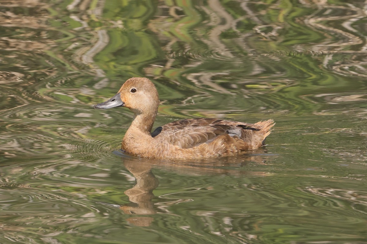 アメリカホシハジロ - ML647495251