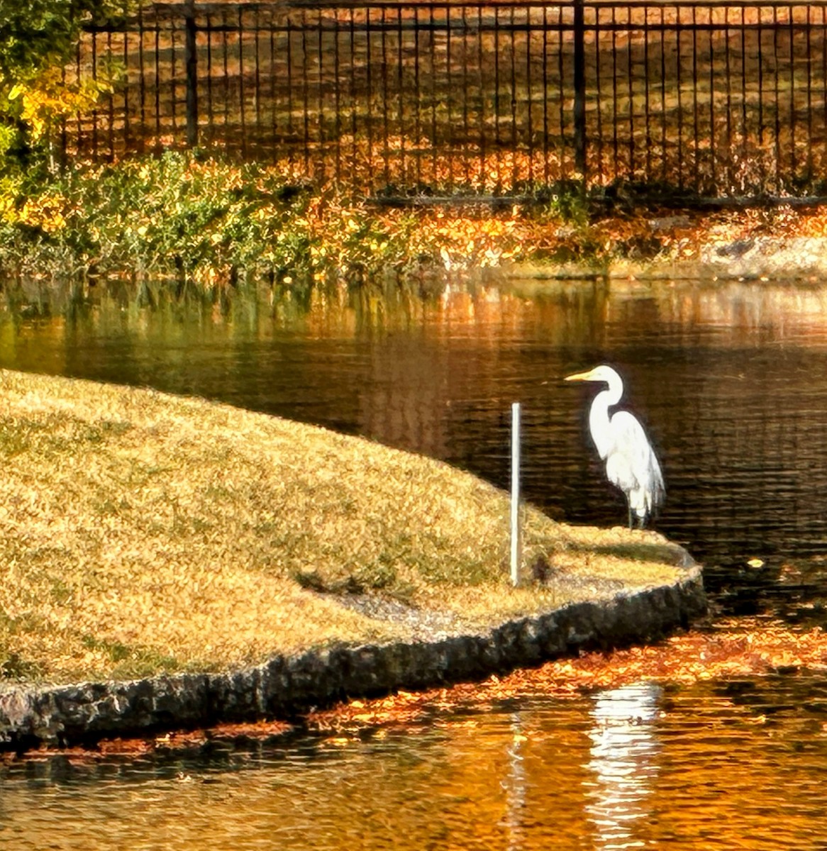 ダイサギ - ML647495252