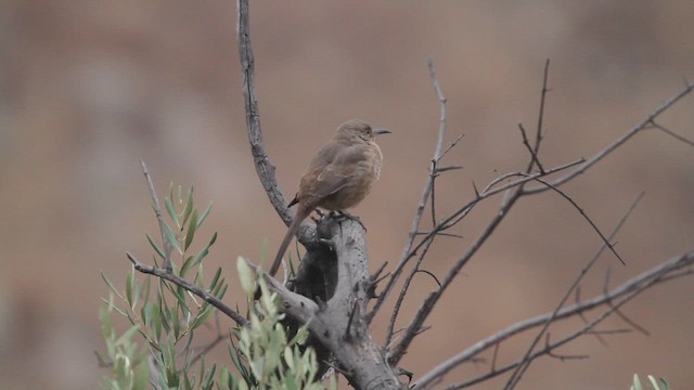 スナイロツグミモドキ - ML647495253