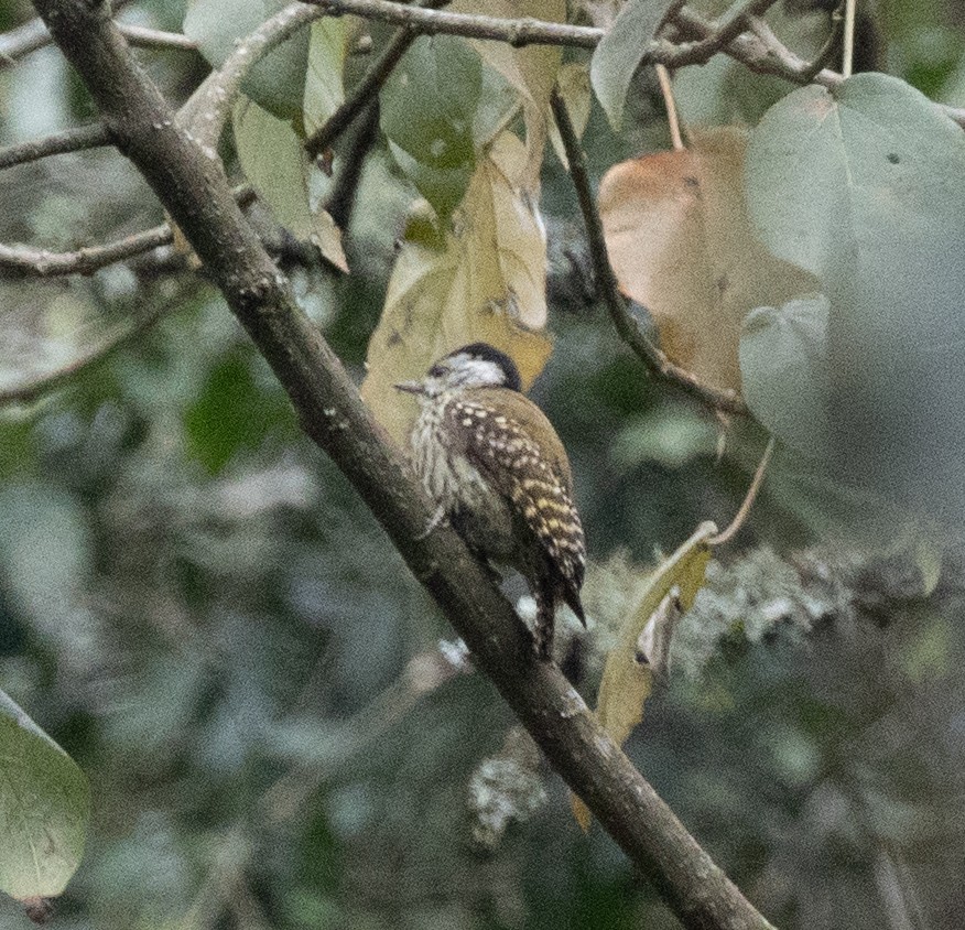 アフリカコゲラ - ML647495255