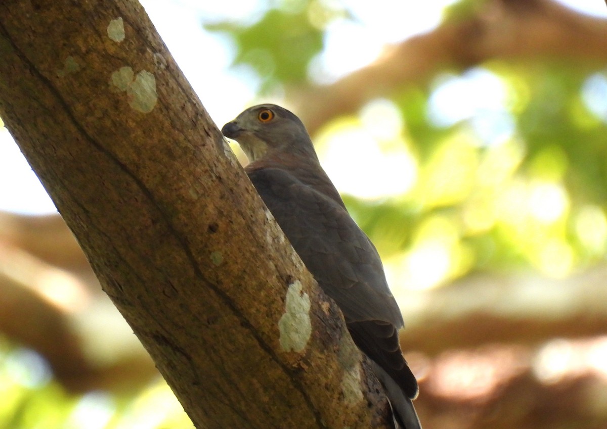 タカサゴダカ（badia グループ） - ML647495256