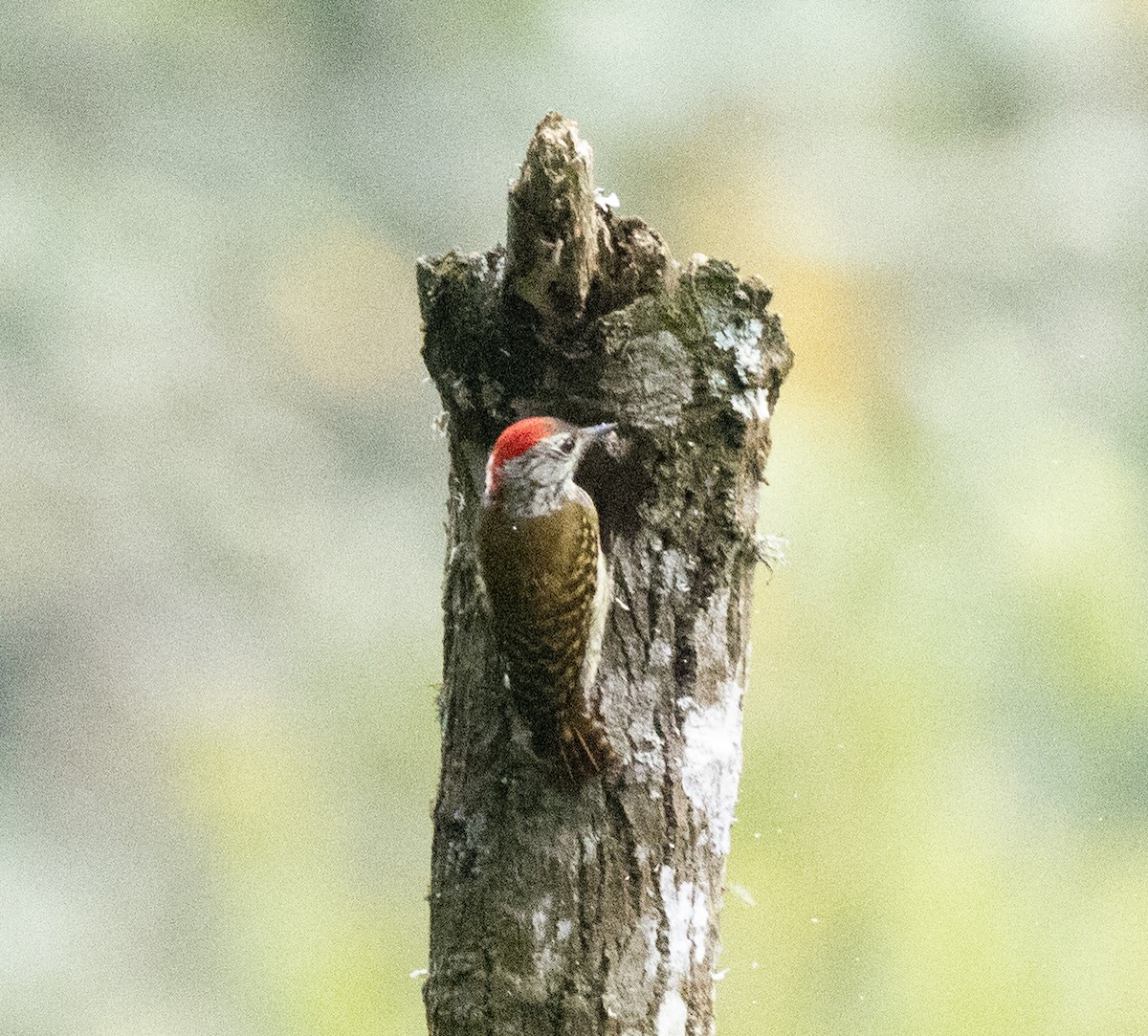 アフリカコゲラ - ML647495257