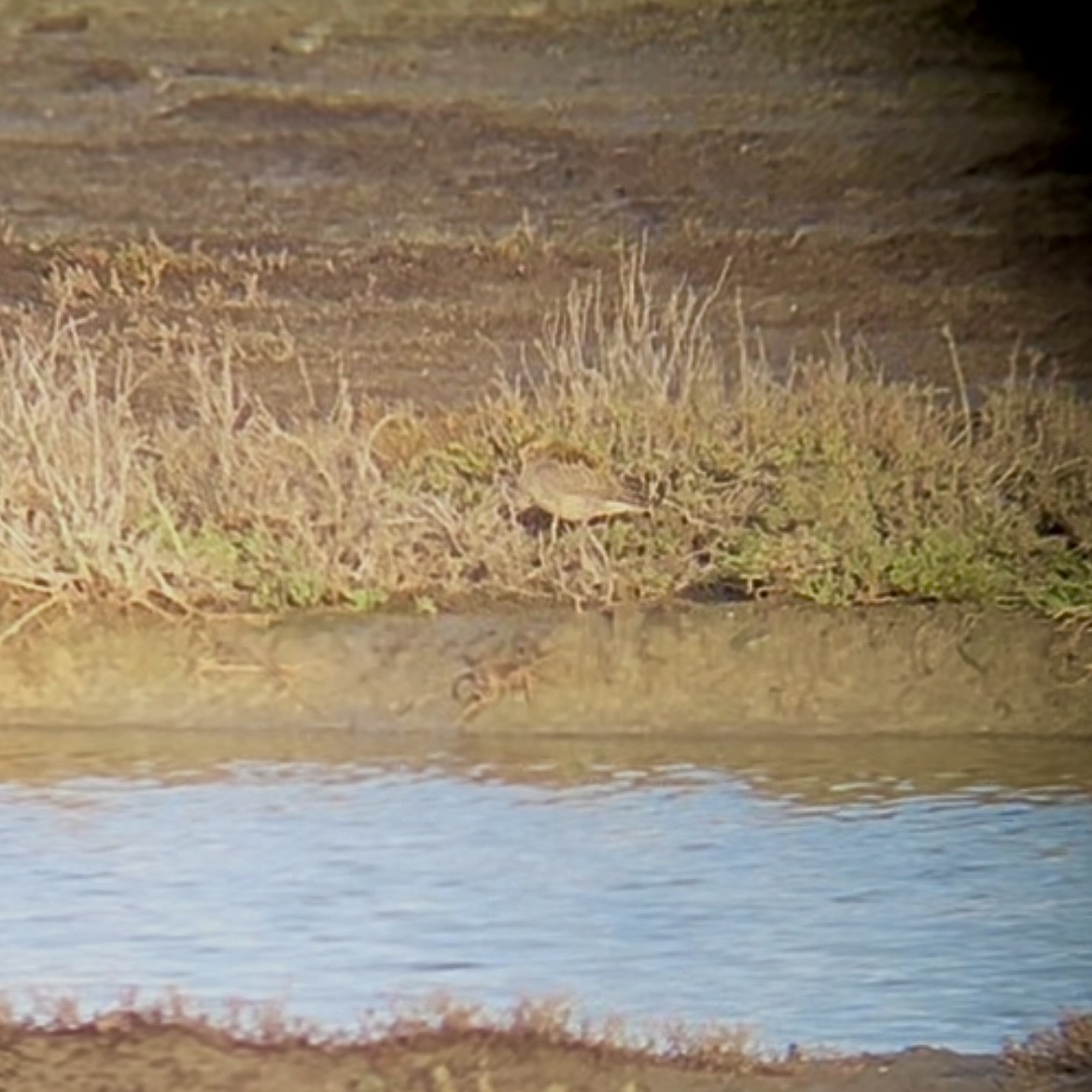 ムナグロ - ML647495258