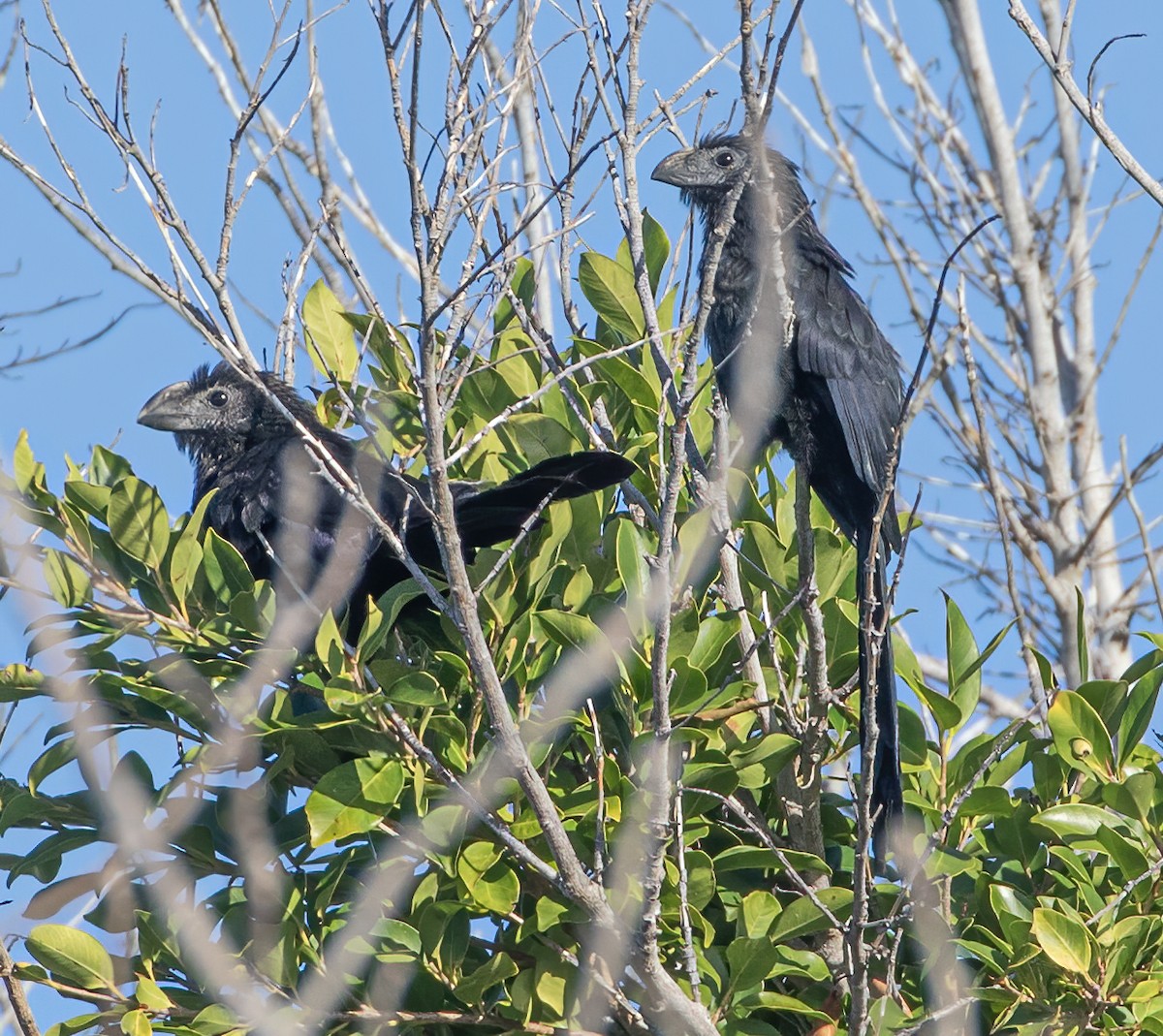 オオハシカッコウ - ML647495259