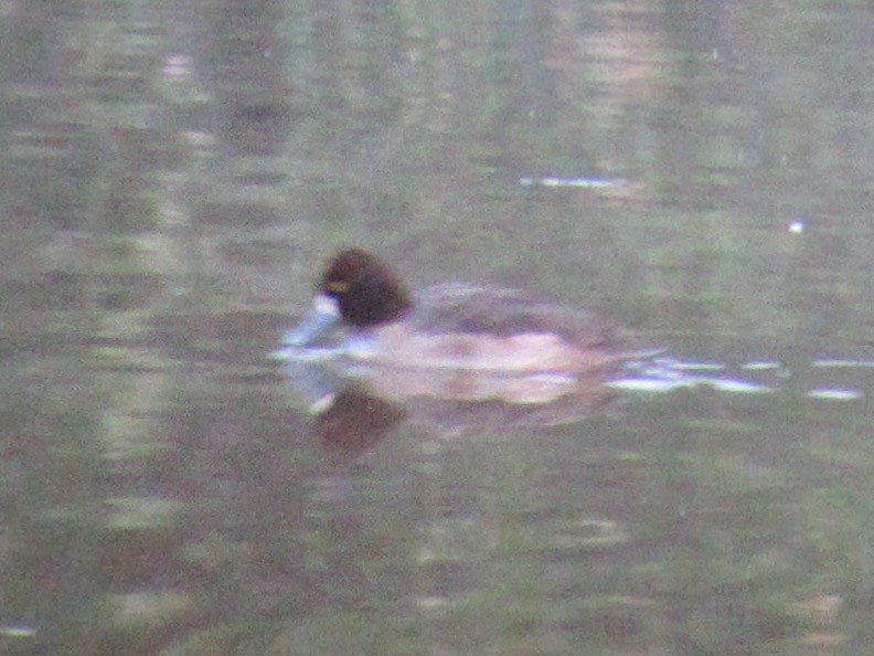 コスズガモ - ML647495260